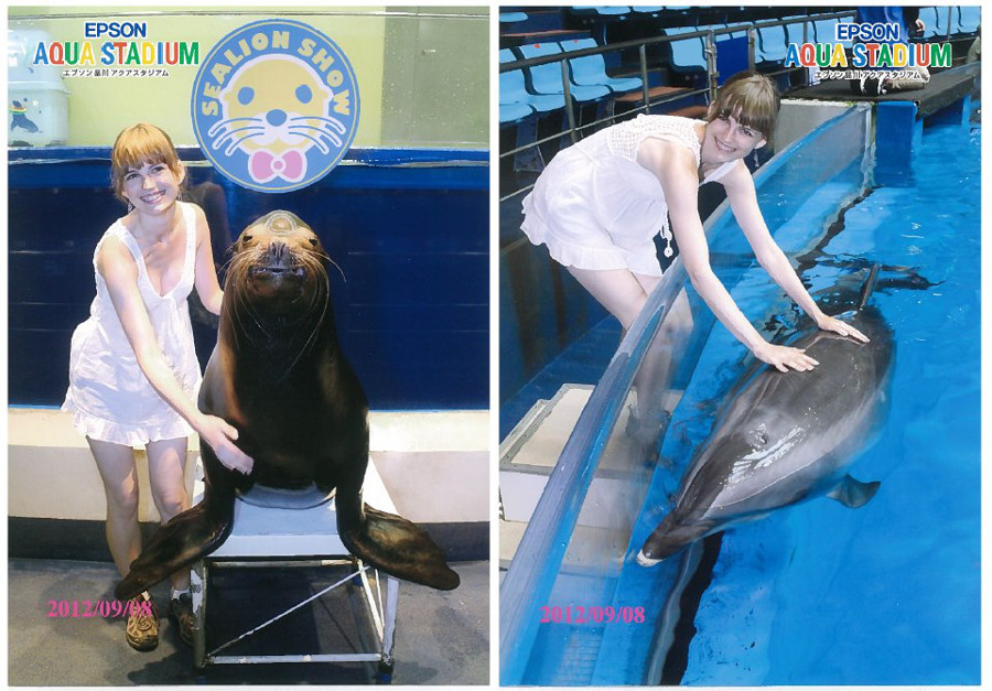 Touch the dolphin and seal in Tokyo
