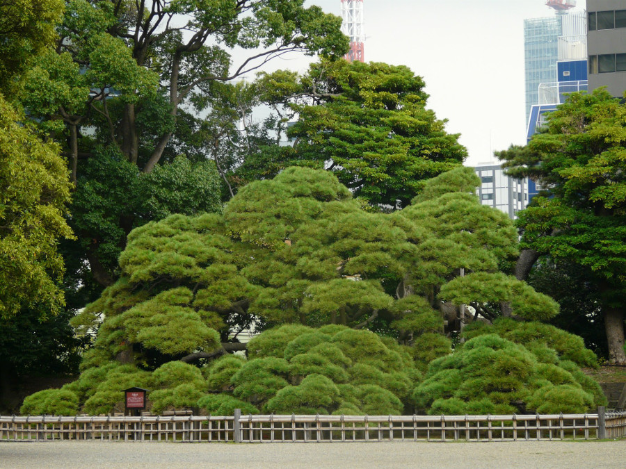 The oldest pine in Japan