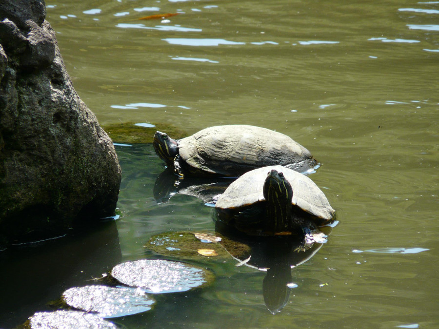 City turtles