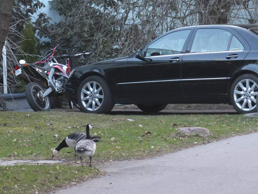 У диких гусей в Финляндии спокойная жизнь
