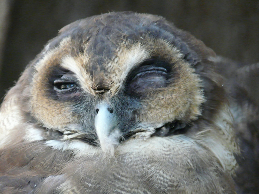 Sleepy owl